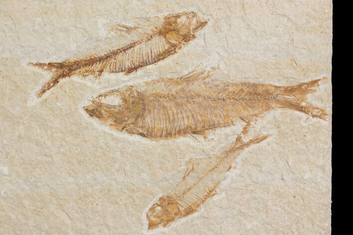 Trio of Fossil Fish (Knightia) - Green River Formation - Wyoming #176424